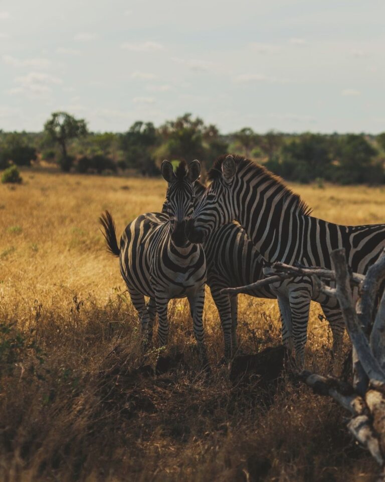 Hakuna Matata Experience139