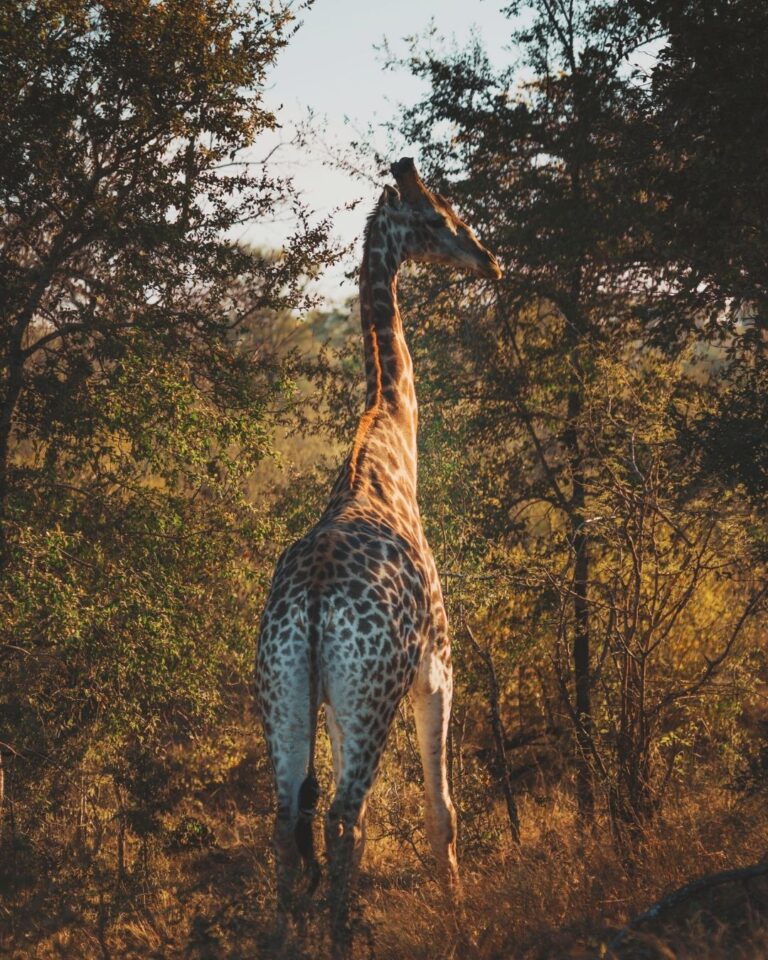 Hakuna Matata Experience140